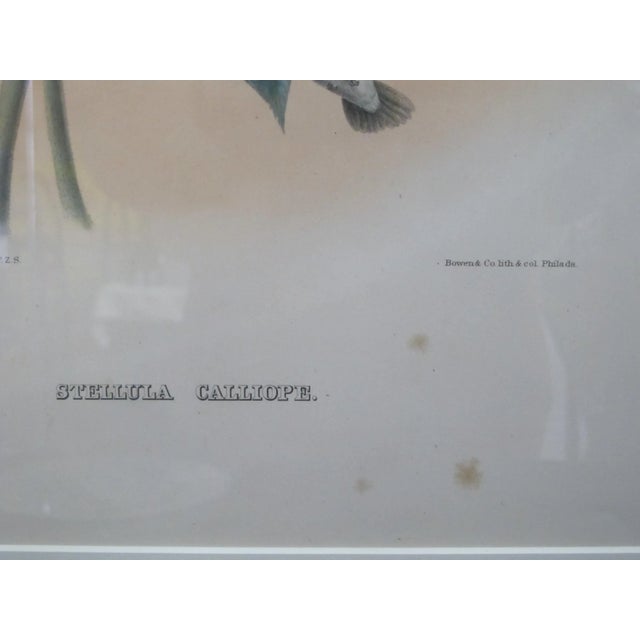 Mid 19th Century Daniel Giraud Elliot Hand Tinted C1869 Calliope Hummingbird Framed Lithograph For Sale - Image 5 of 8