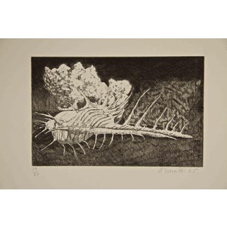Armando Buratti, Shell and Stone, Etching, 1965 For Sale