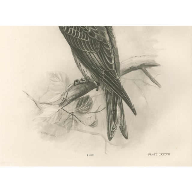 Gold Lilian M. Medland, Honey Buzzard Bird, 1908, Monochrome Ornithological Plates, Set of 2 For Sale - Image 8 of 11