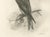 Gold Lilian M. Medland, Honey Buzzard Bird, 1908, Monochrome Ornithological Plates, Set of 2 For Sale - Image 8 of 11