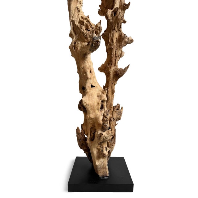 2020s Organic Gamal Wood Tree Sculpture on Stand For Sale - Image 5 of 6