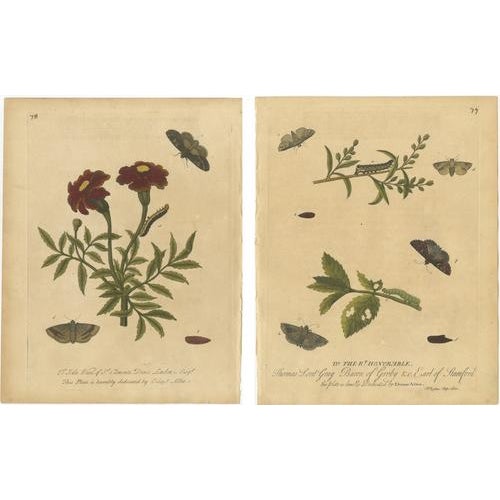 Albin, Entomology Plates of English Insects on Marigold & Willow, 1720, Engravings, Set of 2 For Sale - Image 10 of 10