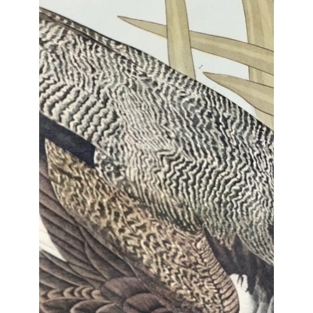 John James Audubon 1960s After John James Audubon Octavo Plate 229 Greater Scaup Reproduction Print For Sale - Image 4 of 11