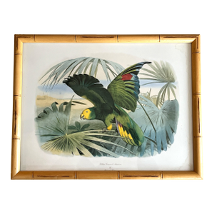 Audubon Style Yellow-Crowned Amazon Parrot Modern Print of 1857 Color Engraving, Faux Bamboo Frame