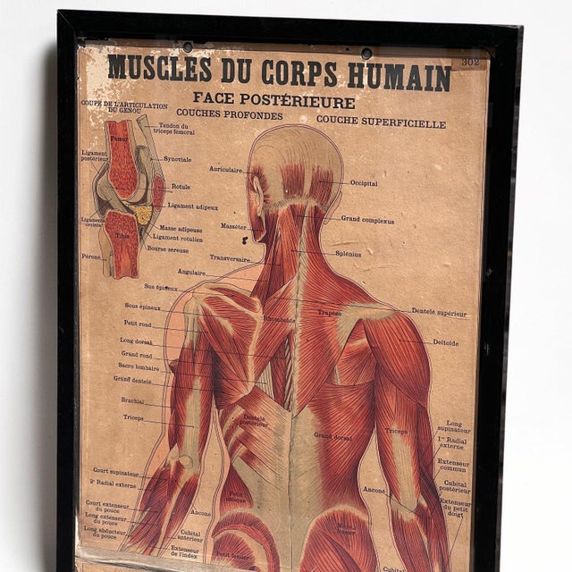 Mid-Century Modern Large Framed Vintage French Muscular System Anatomy Poster For Sale - Image 3 of 6