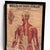 Mid-Century Modern Large Framed Vintage French Muscular System Anatomy Poster For Sale - Image 3 of 6