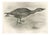 After Lilian Medland, Grey Goose Walking, 1909, Print For Sale