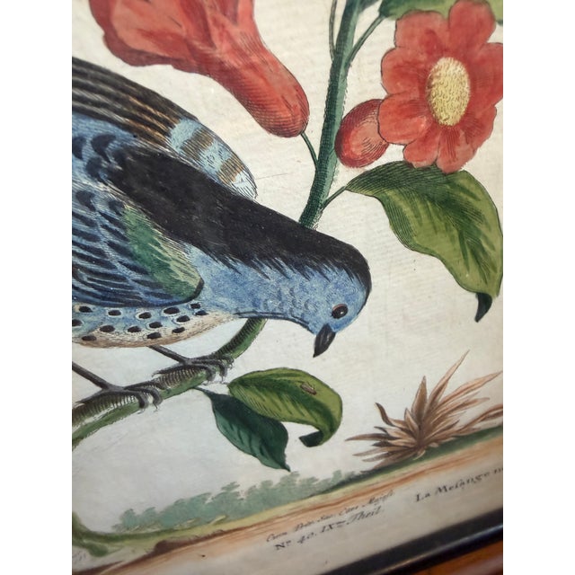 Antique White Pair Antique Original George Edwards Bird Prints, Framed For Sale - Image 8 of 15