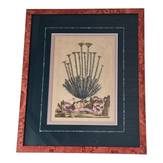 Framed Botanical Engraving Style Print Helichrysum Citrina Fig. 242 Vintage Decor For Sale