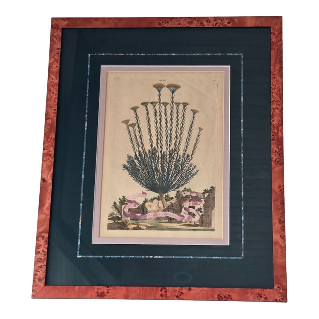 Framed Botanical Engraving Style Print Helichrysum Citrina Fig. 242 Vintage Decor For Sale