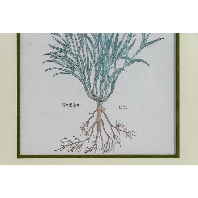 Wood Antique Trio of Framed Double-Print Renaissance Botanical Wall Art For Sale - Image 7 of 18