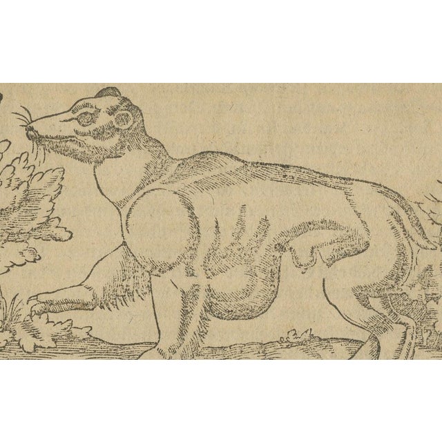 Woodcut of Exotic Animal from Sebastian Münster's Cosmographia, 1592, Paper For Sale - Image 3 of 6