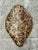 Early 21st Century Vintage Italian Scagliola Pigmented Plaster Turtle Shell For Sale - Image 5 of 12