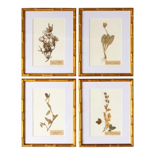 Custom Framed Antique Herbarium Botanical Specimens - Set of 4 For Sale