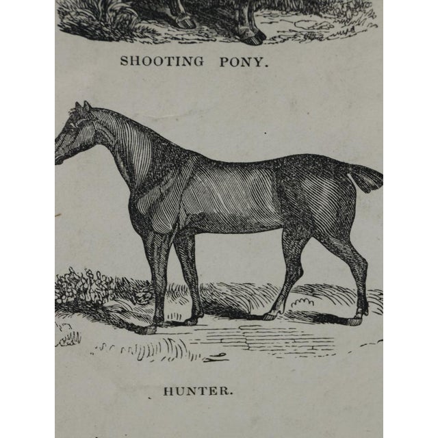 Webb & Millington, The Panorama of Horses, 1850, Engraving For Sale - Image 11 of 18
