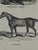 Webb & Millington, The Panorama of Horses, 1850, Engraving For Sale - Image 11 of 18