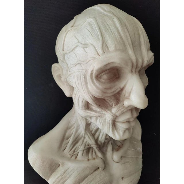 After Houdon, Anatomical Bust, Carrara Marble For Sale - Image 5 of 12