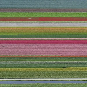 "AV_Tulip_Fileds_014", Size A, Limited Edition Fine Art Photograph Print by Bernhard Lang