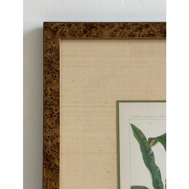 Campaign Antique Botanical Print Tropical Ferns by James Britten 1880 in Burlwood Frame For Sale - Image 3 of 8