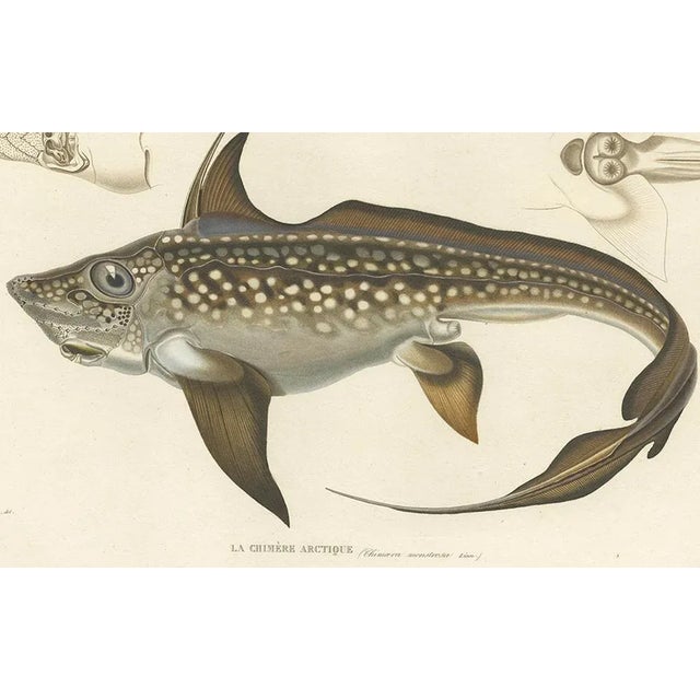 Mid 19th Century Louis Bévalet and H. Blanchard, Arctic Chimaera Fish, France, 1845, Paper For Sale - Image 5 of 10
