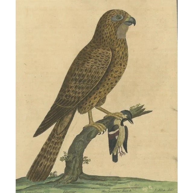 Eleazar Albin, Sparrow Hawk, 1730, Hand-Colored Engraving For Sale - Image 6 of 10
