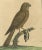 Eleazar Albin, Sparrow Hawk, 1730, Hand-Colored Engraving For Sale - Image 6 of 10