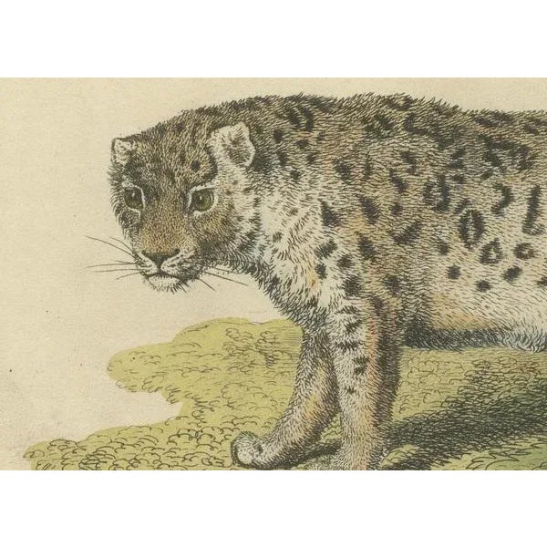 Early 19th Century Snow Leopard, 1824, Paper For Sale - Image 5 of 7