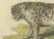 Early 19th Century Snow Leopard, 1824, Paper For Sale - Image 5 of 7
