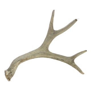 Natural 4 Point Antler For Sale