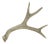 Natural 4 Point Antler For Sale