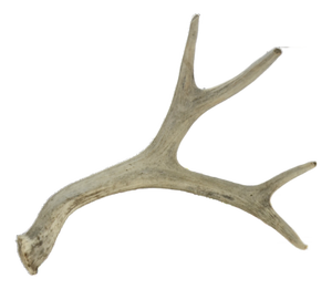 Natural 4 Point Antler