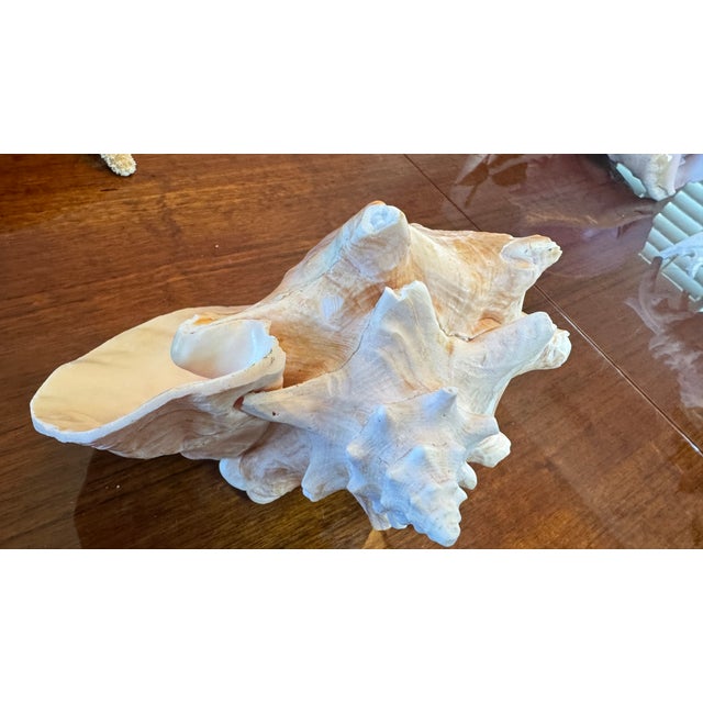 Large Conch Shell 7" X 8"" Nautical Decor Sea Shell Ocean Beach Pink White. For Sale - Image 13 of 16