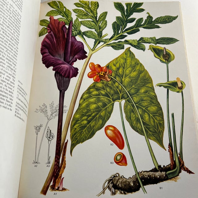 1970 Wild Flowers of the World Book For Sale - Image 9 of 11
