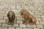 Pair of Italian 1880s Small Walnut Hand Carved Lion Sculptures with Dark Patina For Sale - Image 12 of 12