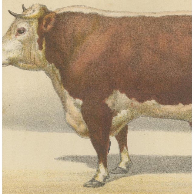 19th Century After Charles Olivier de Penne, Hereford Bull, British Cattle from Animaux De La Ferme, 1863, Chromolithograph For Sale - Image 5 of 9