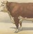 19th Century After Charles Olivier de Penne, Hereford Bull, British Cattle from Animaux De La Ferme, 1863, Chromolithograph For Sale - Image 5 of 9