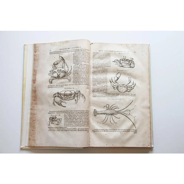 De Indiae Utriusque Re Naturali Et Medica Libri Quatuordecim For Sale - Image 9 of 13