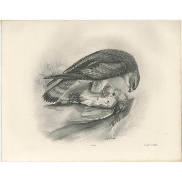 Antique Merlin Falcon with Prey Print by Lilian M. Medland, 1908 For Sale - Image 10 of 10