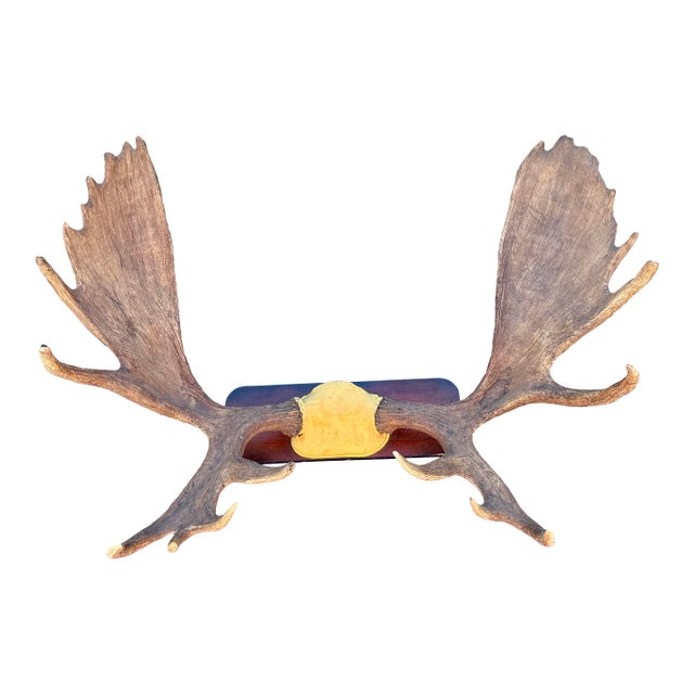 Extra Large Vintage Moose Antler Wall Mount For Sale