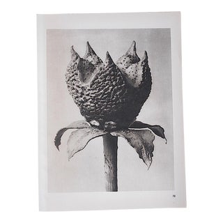 Vintage Botanical Photogravure by Karl Blossfeldt-Extreme Close-Ups C.1942-Printed on One Side Only For Sale