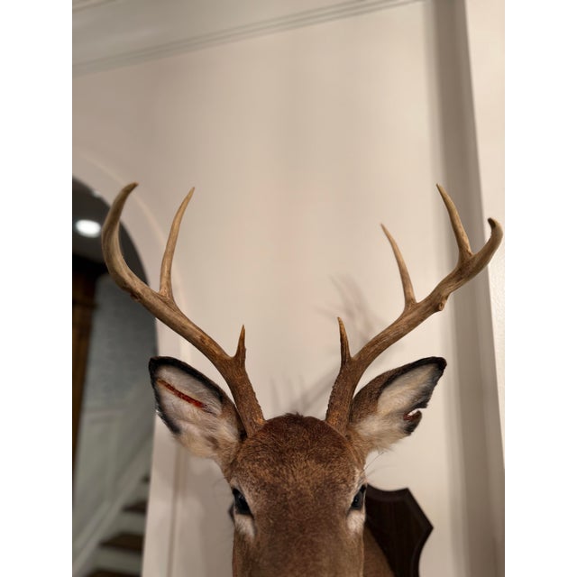 1990s White-Tailed Deer Taxidermy Mount on Wood Plaque - 7 Point For Sale - Image 11 of 12