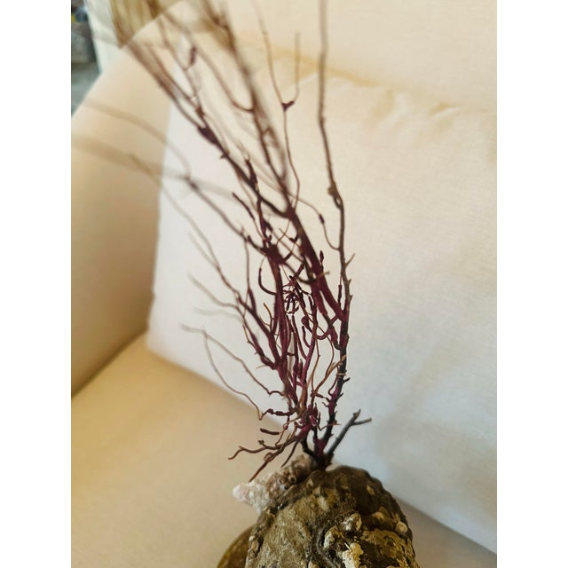 Shell Sea Fan Shell Art on Italian Gold Gilt Base For Sale - Image 7 of 10