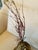 Shell Sea Fan Shell Art on Italian Gold Gilt Base For Sale - Image 7 of 10