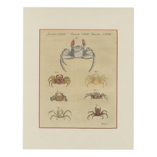 Bertuch, Exotic Crabs & Fiddler Crab, 1813, Engraving For Sale