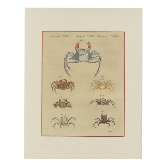 Bertuch, Exotic Crabs & Fiddler Crab, 1813, Engraving For Sale