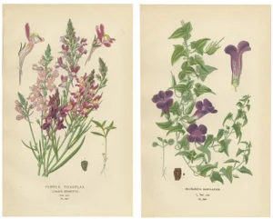 Toadflax and Maurandya Barclayana, 1897, Paper, Set of 2