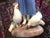 French Country Bing & Grondahl Woman Feeding Chickens Figurine For Sale - Image 3 of 7