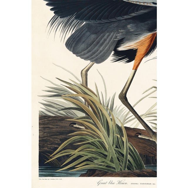 Black Great Blue Heron by John James Audubon, Vintage Art Print Reproduction, 40" X 60" For Sale - Image 8 of 9