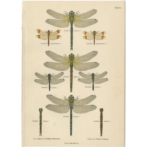 Dragonflies of Central Europe, 1908, Lithograph, Set of 3 For Sale - Image 4 of 14