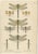 Dragonflies of Central Europe, 1908, Lithograph, Set of 3 For Sale - Image 4 of 14